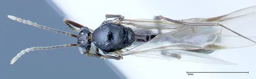 Aphaenogaster tipuna specimen FOCOL0214 image focol0214_1
