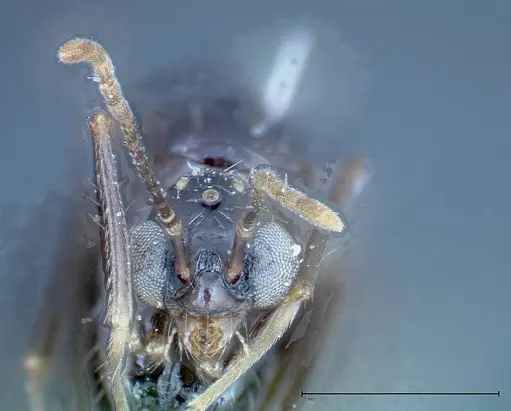 Aphaenogaster tipuna specimen FOCOL0214 image focol0214_2