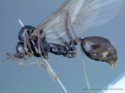 Aphaenogaster tipuna specimen FOCOL0214 image focol0214_3