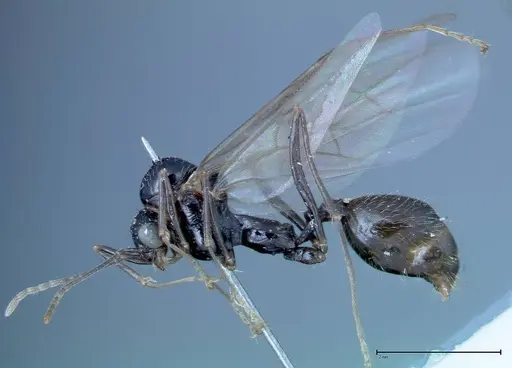 Aphaenogaster tipuna specimen FOCOL0214 image focol0214_4