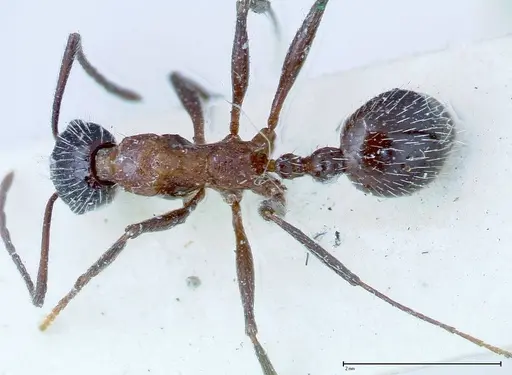 Aphaenogaster tipuna specimen FOCOL0215 image focol0215_1