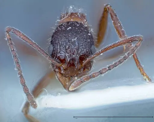 Aphaenogaster tipuna specimen FOCOL0215 image focol0215_2