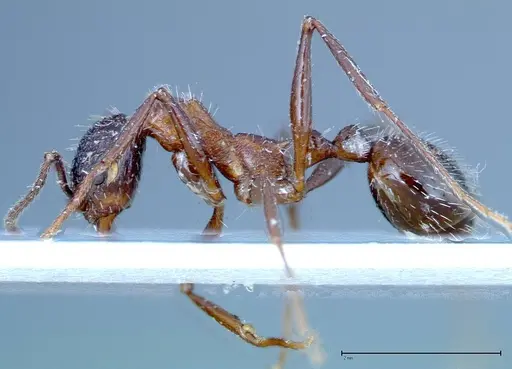 Aphaenogaster tipuna specimen FOCOL0215 image focol0215_3