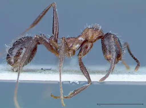 Aphaenogaster tipuna specimen FOCOL0215 image focol0215_4