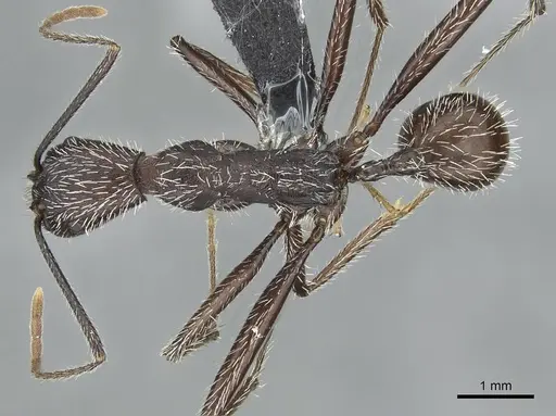 Aphaenogaster torossiani specimen CASENT0913790 image casent0913790_1