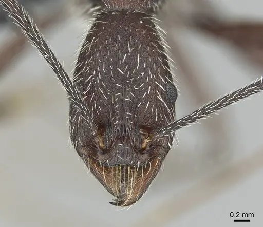 Aphaenogaster torossiani specimen CASENT0913790 image casent0913790_2