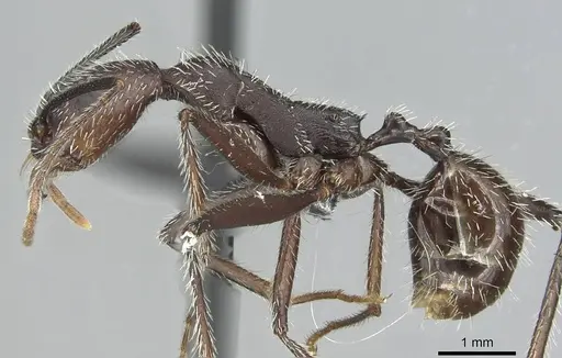 Aphaenogaster torossiani specimen CASENT0913790 image casent0913790_3