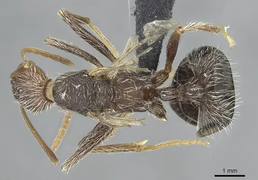 Aphaenogaster torossiani specimen CASENT0913791 image casent0913791_1