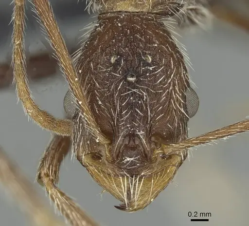 Aphaenogaster torossiani specimen CASENT0913791 image casent0913791_2