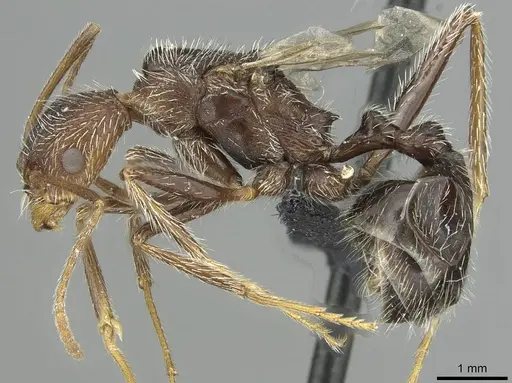 Aphaenogaster torossiani specimen CASENT0913791 image casent0913791_3