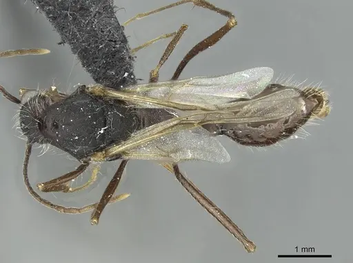 Aphaenogaster torossiani specimen CASENT0913792 image casent0913792_1