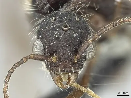 Aphaenogaster torossiani specimen CASENT0913792 image casent0913792_2
