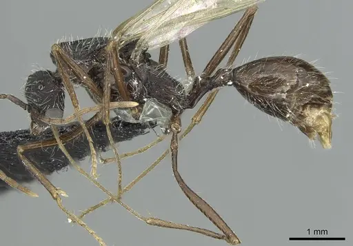 Aphaenogaster torossiani specimen CASENT0913792 image casent0913792_3