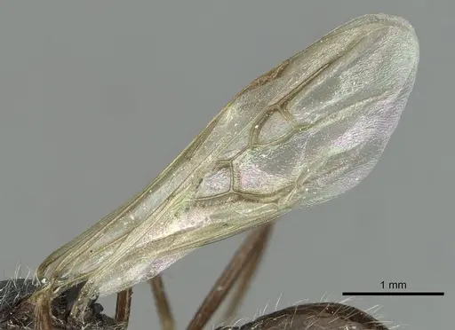Aphaenogaster torossiani specimen CASENT0913792 image casent0913792_4