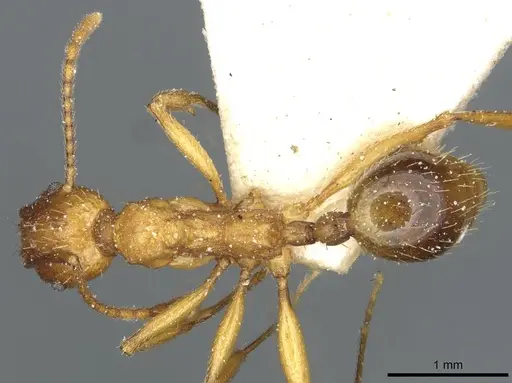 Aphaenogaster transcaucasica specimen CASENT0913131 image casent0913131_1