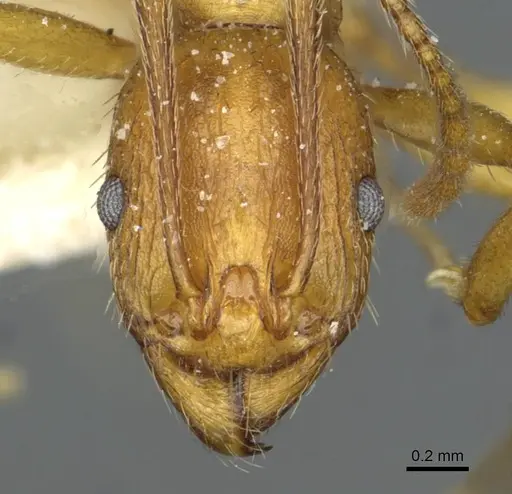 Aphaenogaster transcaucasica specimen CASENT0913131 image casent0913131_2