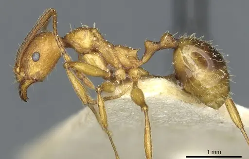 Aphaenogaster transcaucasica specimen CASENT0913131 image casent0913131_3