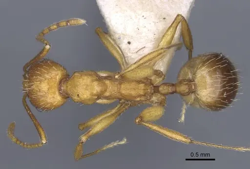 Aphaenogaster transcaucasica specimen CASENT0916920 image casent0916920_1