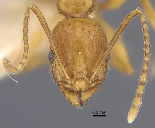 Aphaenogaster transcaucasica specimen CASENT0916920 image casent0916920_2
