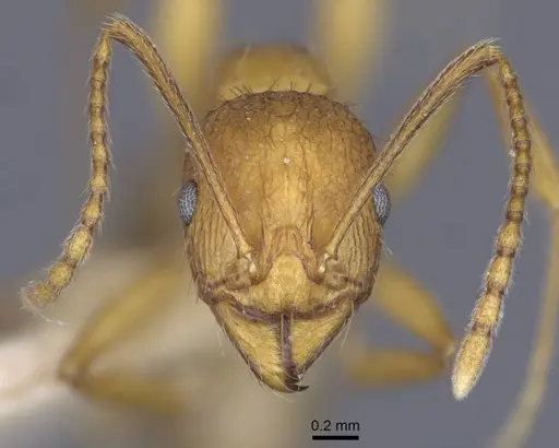 Aphaenogaster transcaucasica specimen CASENT0916920 image casent0916920_3
