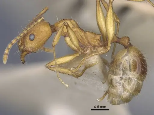 Aphaenogaster transcaucasica specimen CASENT0916920 image casent0916920_4
