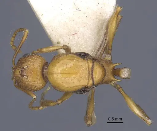 Aphaenogaster transcaucasica specimen CASENT0916921 image casent0916921_1