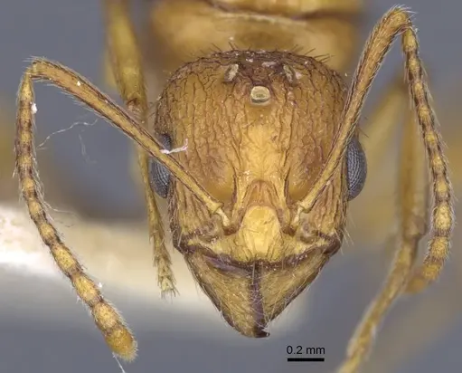 Aphaenogaster transcaucasica specimen CASENT0916921 image casent0916921_2