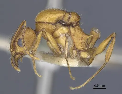 Aphaenogaster transcaucasica specimen CASENT0916921 image casent0916921_3