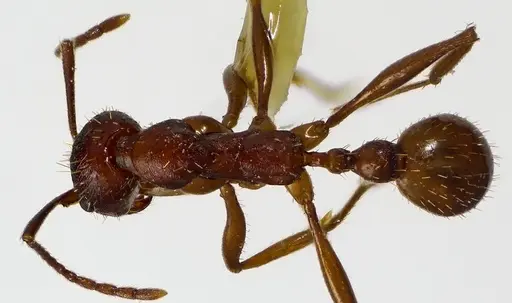 Aphaenogaster treatae specimen ANTWEB1041591 image antweb1041591_1