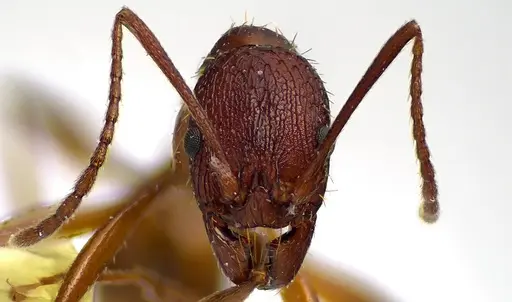 Aphaenogaster treatae specimen ANTWEB1041591 image antweb1041591_2