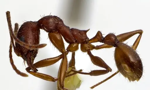 Aphaenogaster treatae specimen ANTWEB1041591 image antweb1041591_3