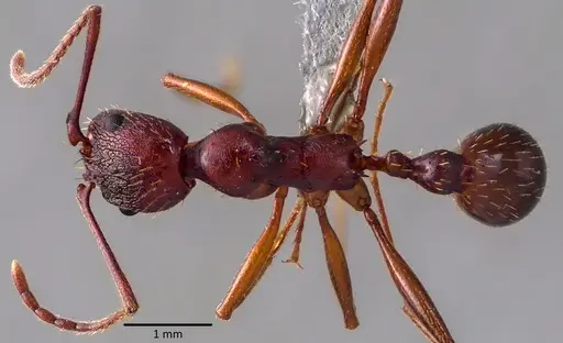 Aphaenogaster treatae specimen ANTWEB1041771 image antweb1041771_1