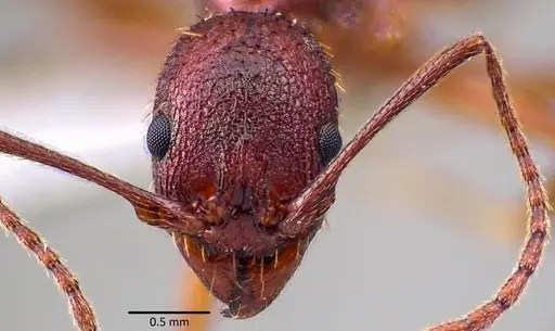 Aphaenogaster treatae specimen ANTWEB1041771 image antweb1041771_2