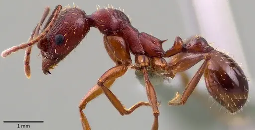 Aphaenogaster treatae specimen ANTWEB1041771 image antweb1041771_3