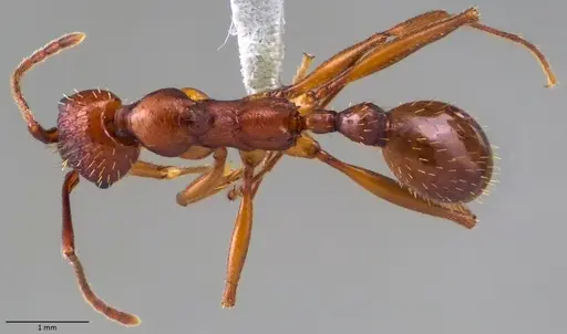 Aphaenogaster treatae specimen ANTWEB1060062 image antweb1060062_1