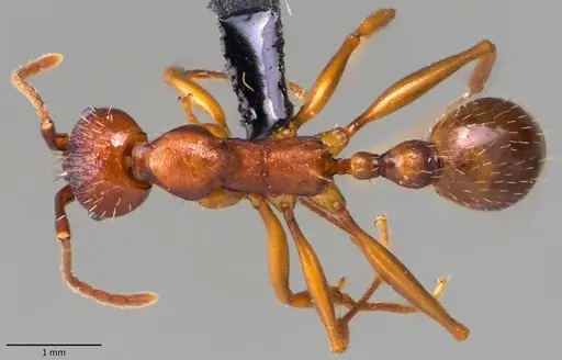 Aphaenogaster treatae specimen ANTWEB1060126 image antweb1060126_1