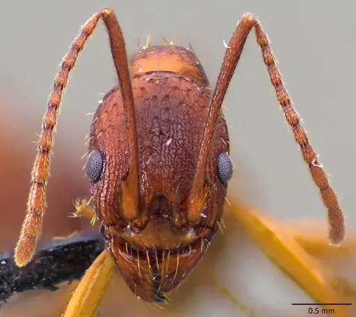 Aphaenogaster treatae specimen ANTWEB1060126 image antweb1060126_2