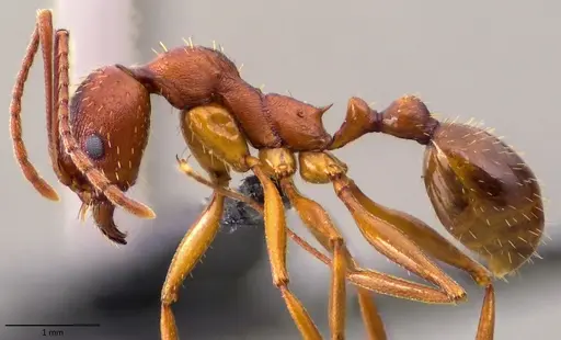 Aphaenogaster treatae specimen ANTWEB1060126 image antweb1060126_3