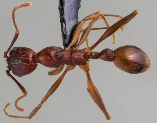 Aphaenogaster treatae specimen ANTWEB1060132 image antweb1060132_1