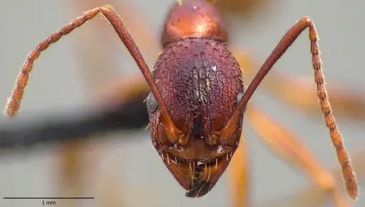 Aphaenogaster treatae specimen ANTWEB1060132 image antweb1060132_2