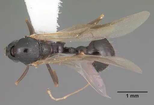 Aphaenogaster treatae specimen CASENT0103605 image casent0103605_1