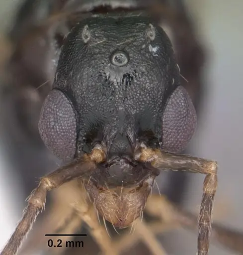 Aphaenogaster treatae specimen CASENT0103605 image casent0103605_2
