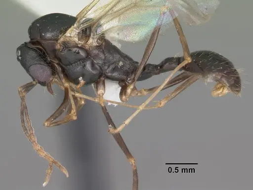 Aphaenogaster treatae specimen CASENT0103605 image casent0103605_3