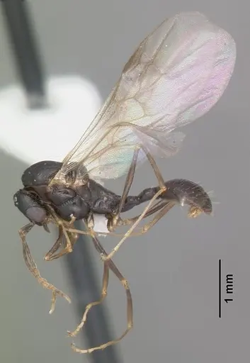 Aphaenogaster treatae specimen CASENT0103605 image casent0103605_4