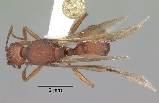 Aphaenogaster treatae specimen CASENT0103608 image casent0103608_1