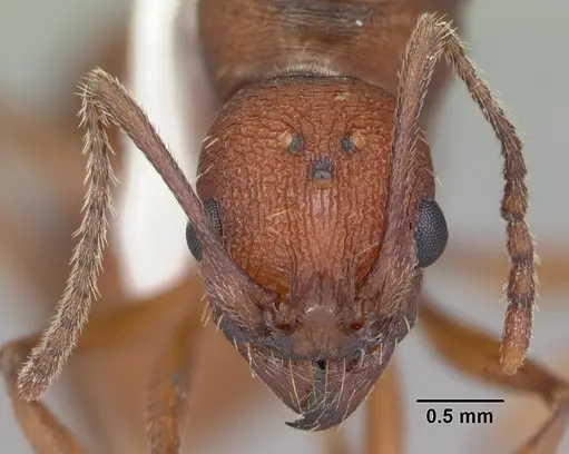 Aphaenogaster treatae specimen CASENT0103608 image casent0103608_2