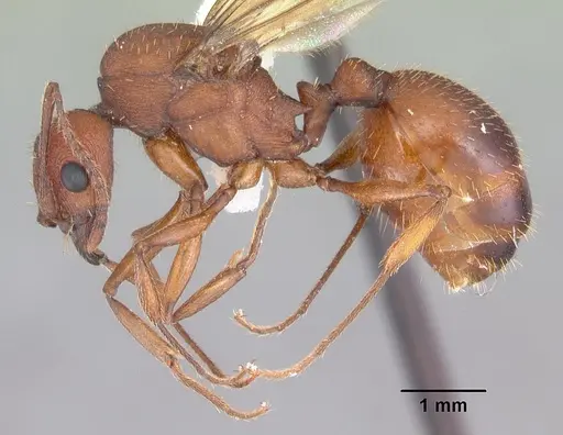 Aphaenogaster treatae specimen CASENT0103608 image casent0103608_3