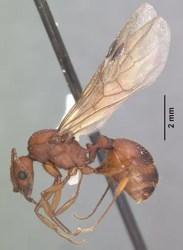 Aphaenogaster treatae specimen CASENT0103608 image casent0103608_4