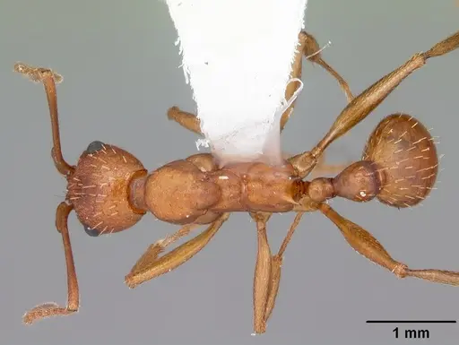 Aphaenogaster treatae specimen CASENT0103609 image casent0103609_1