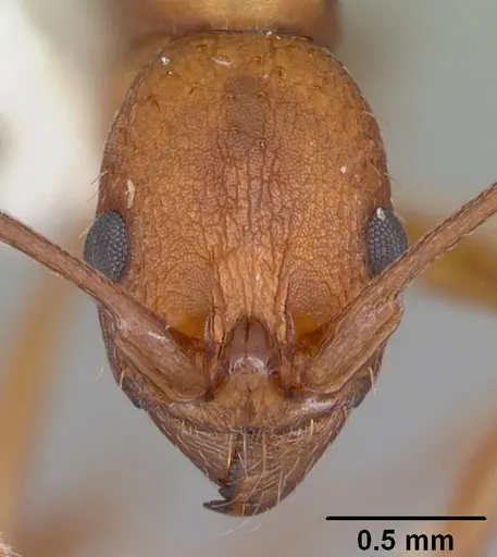 Aphaenogaster treatae specimen CASENT0103609 image casent0103609_2